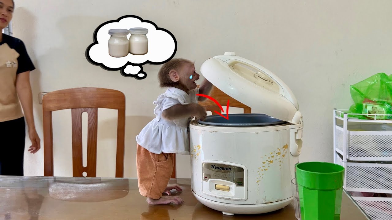 abi monkey wants to eat yogurt that mom made