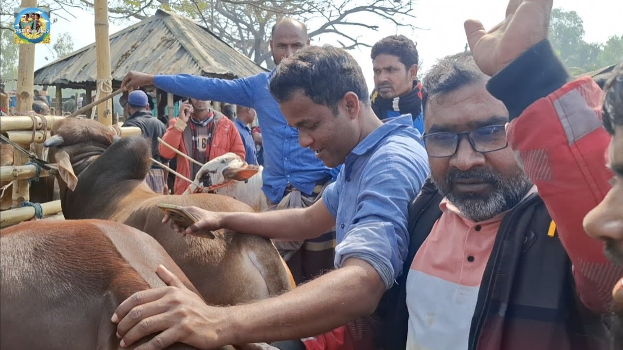 @ ২/২/২০২৬|| কেমন হলো, ফেনীর খামারীর কুরবানির দেশাল জাতের ষাঁড় গরু কেনা দিনাজপুরের আমবাড়ী হাটে||