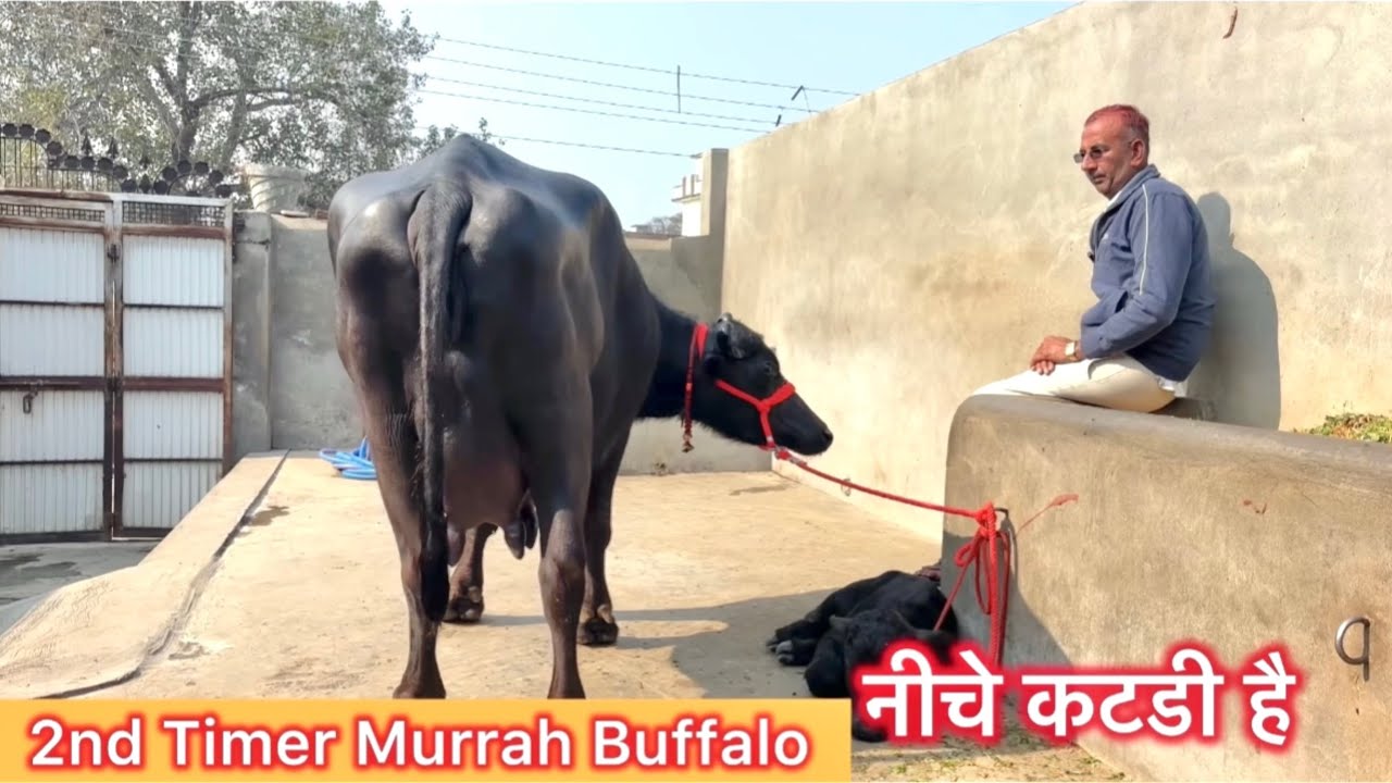 नीचे कटडी है दुसरे बयातं की मुराह झोटी है 18 किलो दूध की 2nd Timer Murrah Buffalo Best Murrah 
