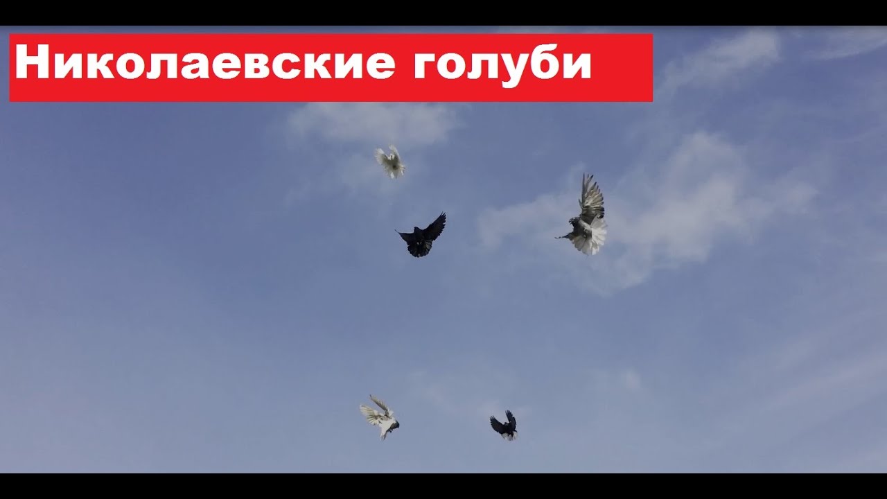 Заехали в гости к Сергею Александровичу, посмотреть николаевских голубей. Есть голуби на продажу