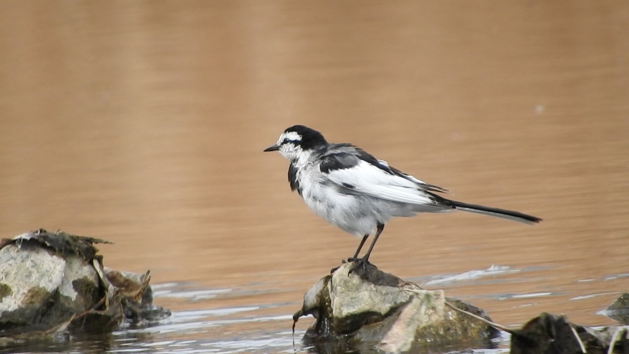 Tiny White Wagtail Carefully Preening【ハクセキレイ】