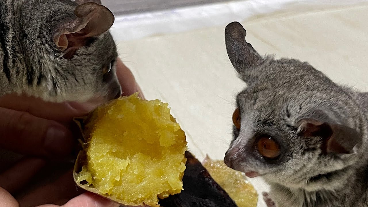 Bushbaby リアムReum＆イーサEthe🍠2人で仲良く焼き芋baked sweet potato