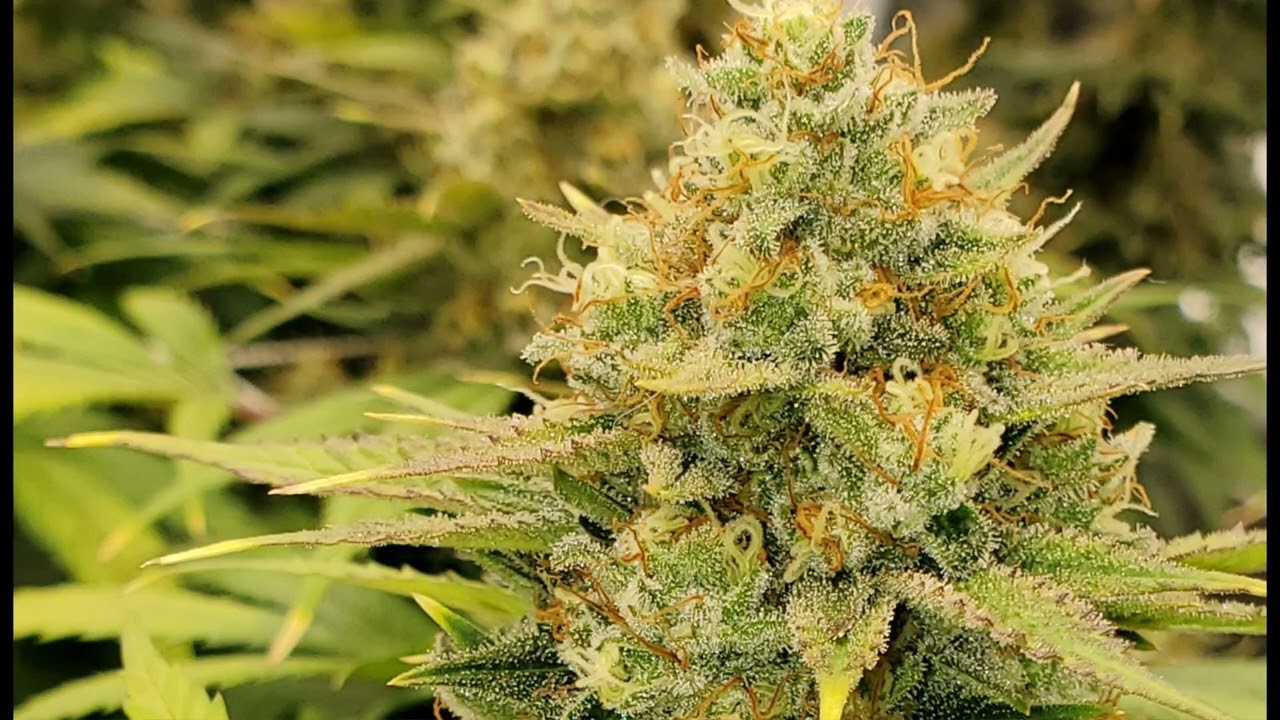 WEEK 7/10 FLOWER🍊 @educationwiththegrowboss6586
