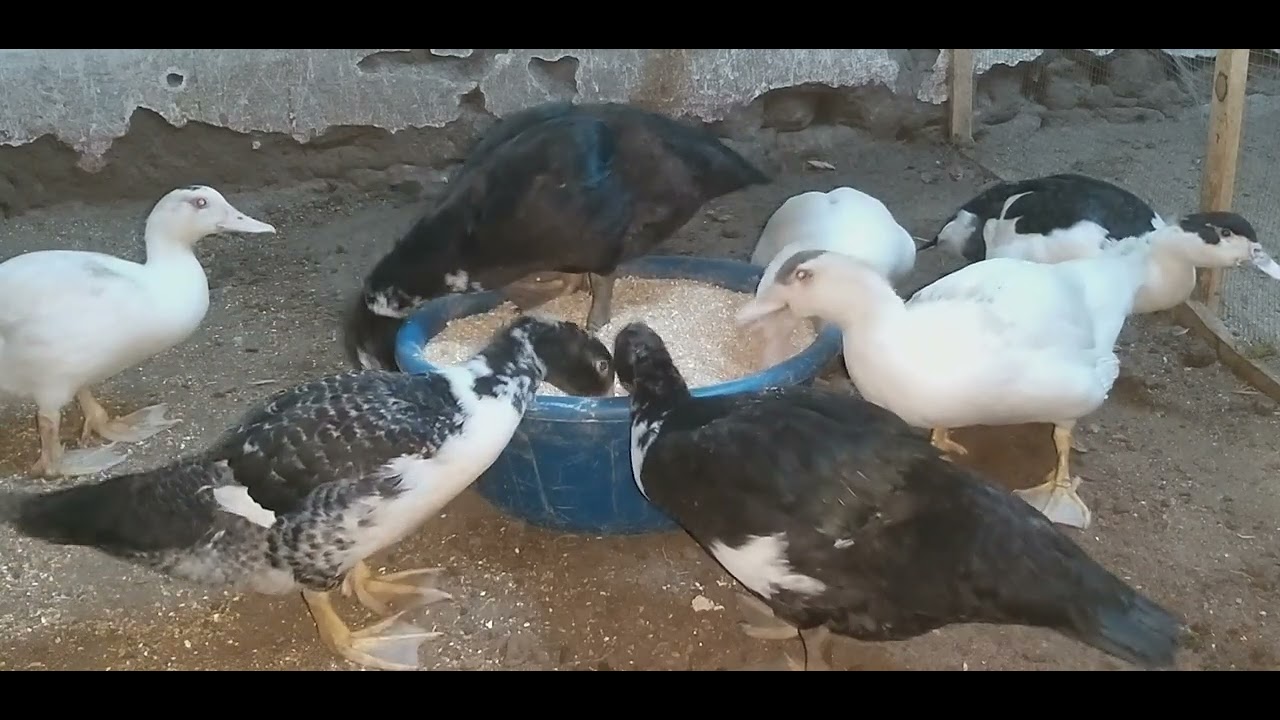 البط يومه بعشرة والسر لى ملعقتين من مطبخك بدون علف هتوصل البط ل٦ك