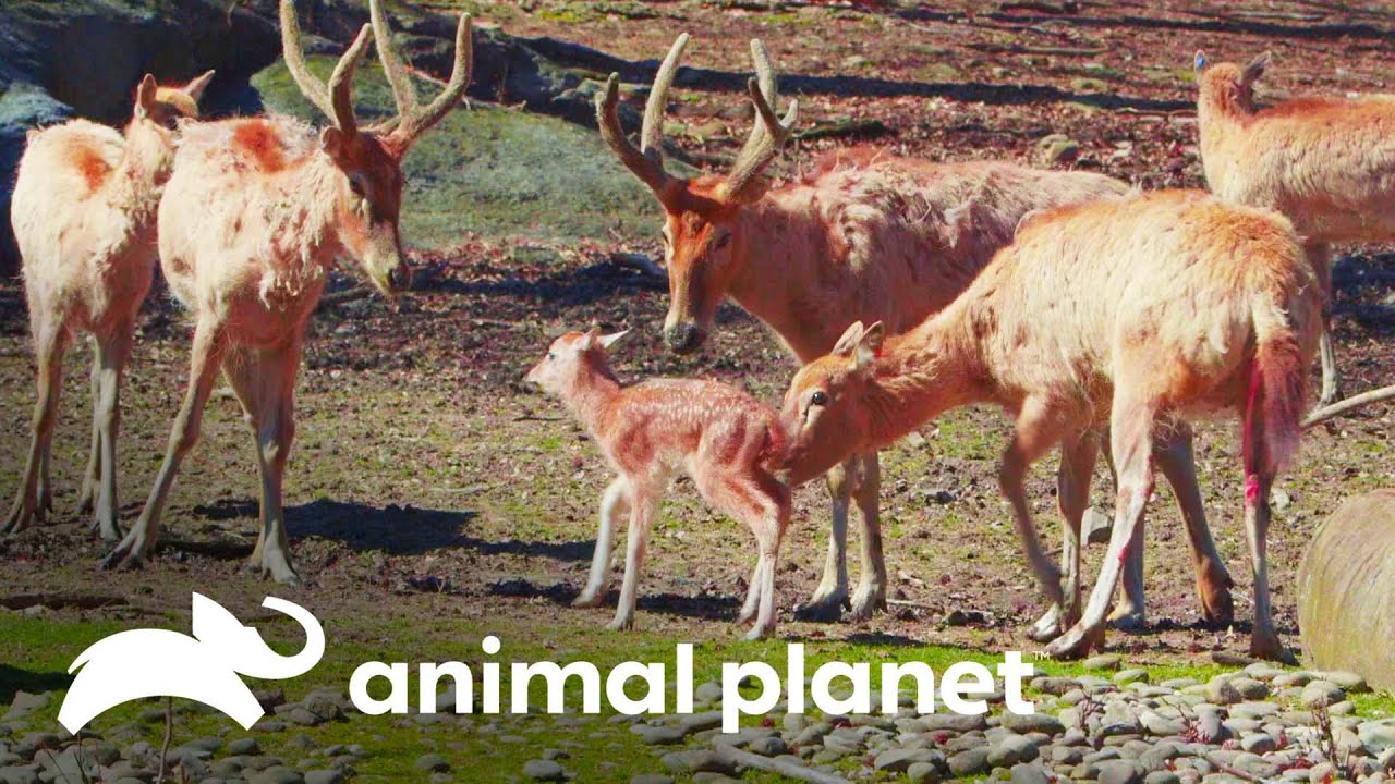 Família de cervo-do-padre-david recebe mais um filhote | O Zoológico | Animal Planet Brasil