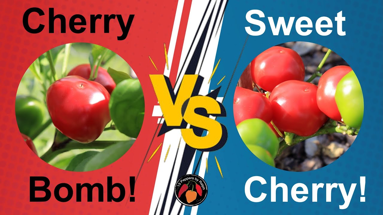 Cherry Bomb Vs. Sweet Cherry Pepper Reviews and Tasting!