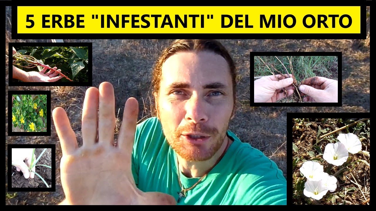 5 ERBE INFESTANTI del mio ORTO: come RICONOSCERLE e COME COMBATTERLE | Tutorial Agricoltura