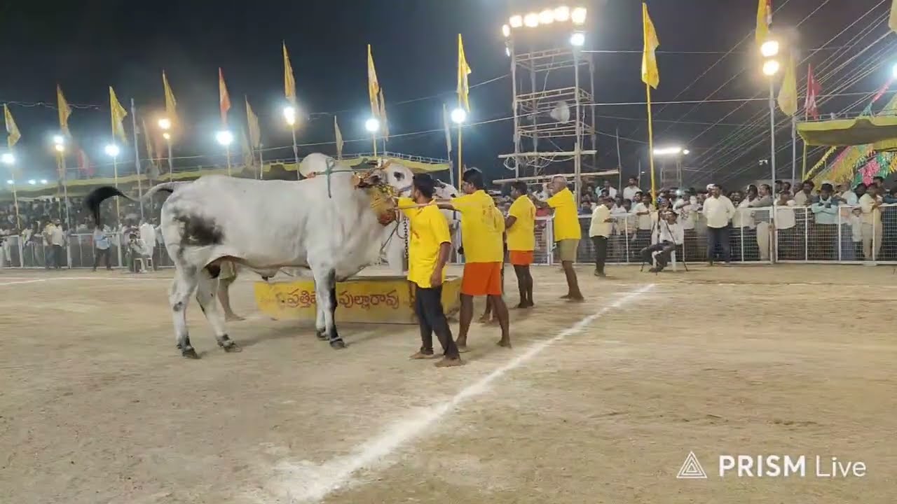 చిలకలూరిపేట టౌన్||సీనియర్స్ విభాగం 14వ జత SSR BULLS 💥వీరనరసింహారెడ్డి & jr గాండీవం💥 23-1-2026💥💥