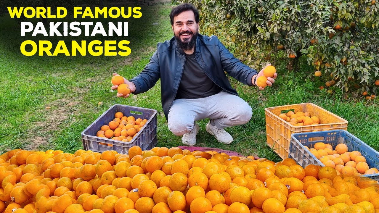 World Famous Pakistani Oranges Production | Sargodha | Mateela