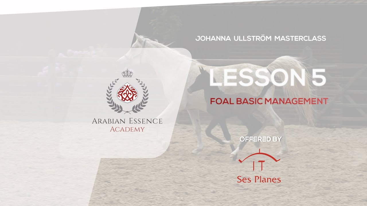 Johanna Ullstrom's 2nd Masterclass - LESSON 5 -  Foal basic management