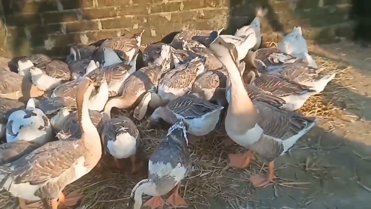 অসুস্থ রাজাহাঁস সুস্থ করার উপায়। জ্বর, ঠান্ডা, চুনা পায়খানা ও ঝিম ধরে থাকা