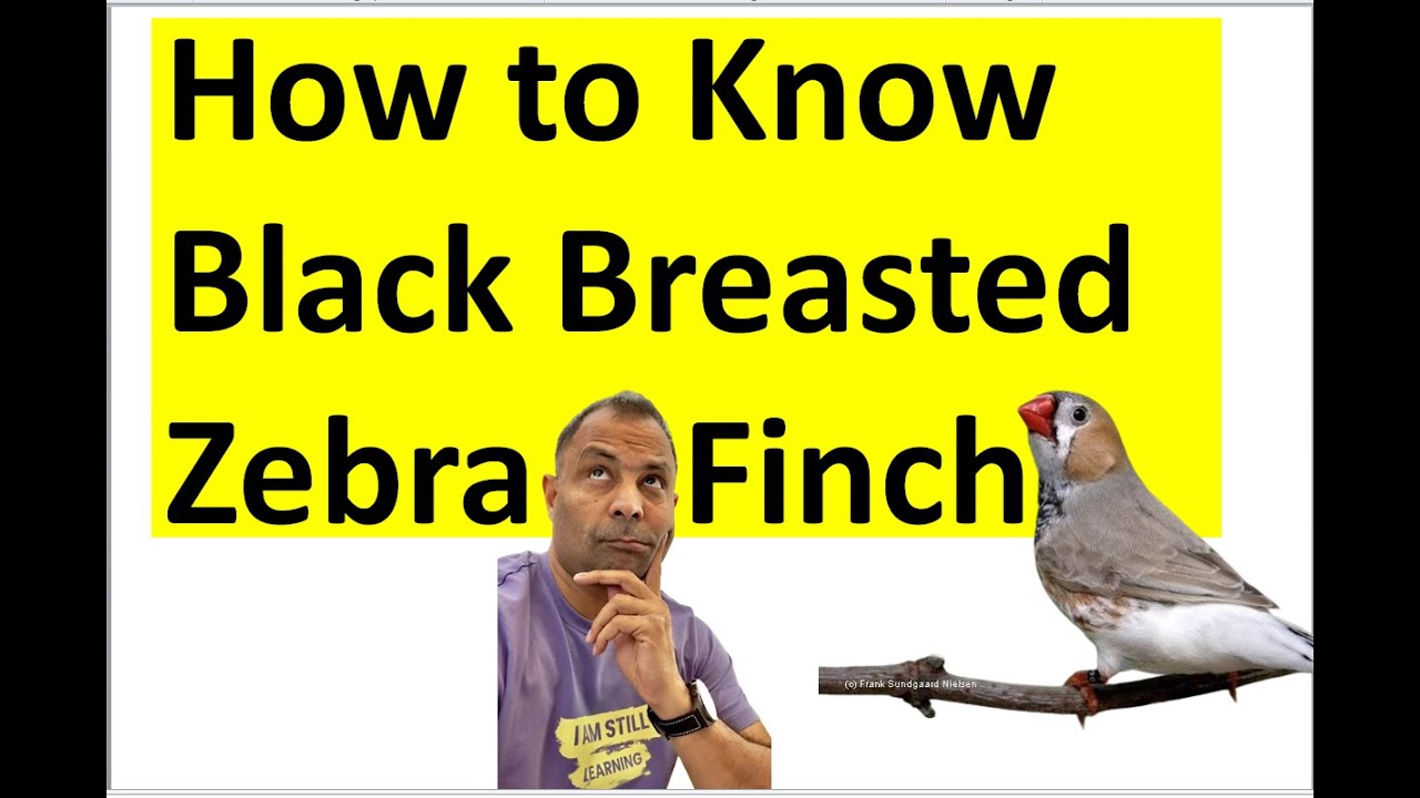 How to Find out Black Breasted Zebra Finch Bird