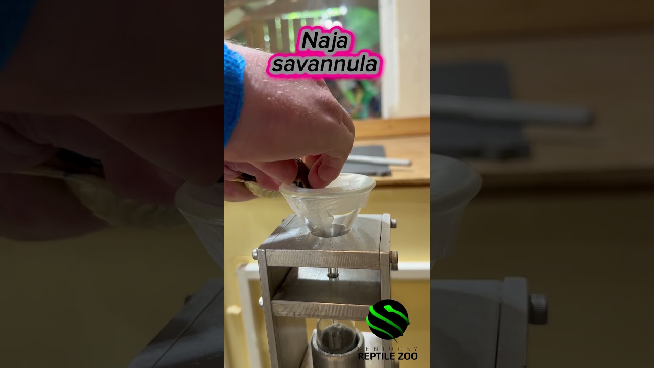 West African banded cobras- venom extraction. #naja #africansnakes