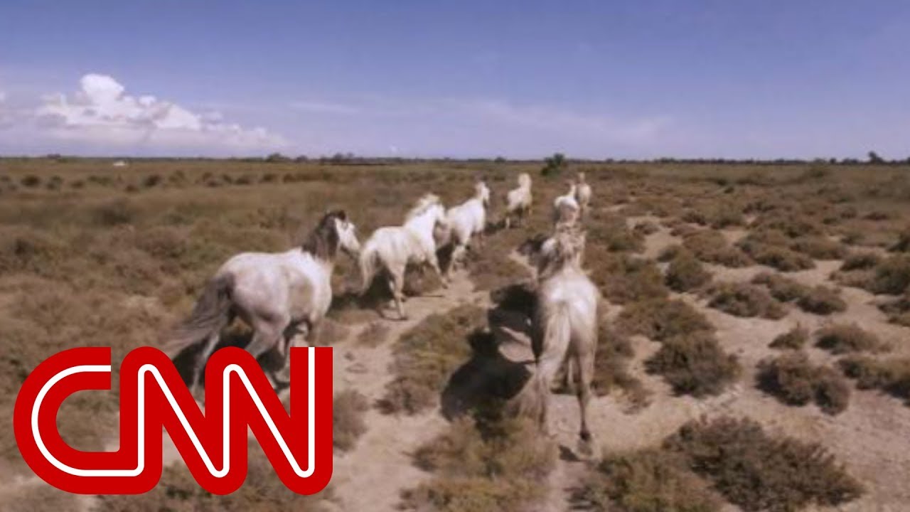 Running with France's wild horses - 360 Video