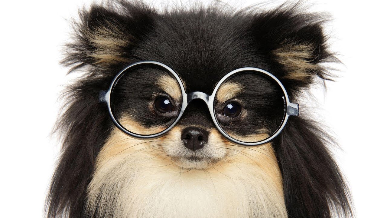 September 5, 2024: YouTube Live: Chronic Enteropathy in Dogs: In with the New & Out with the Old