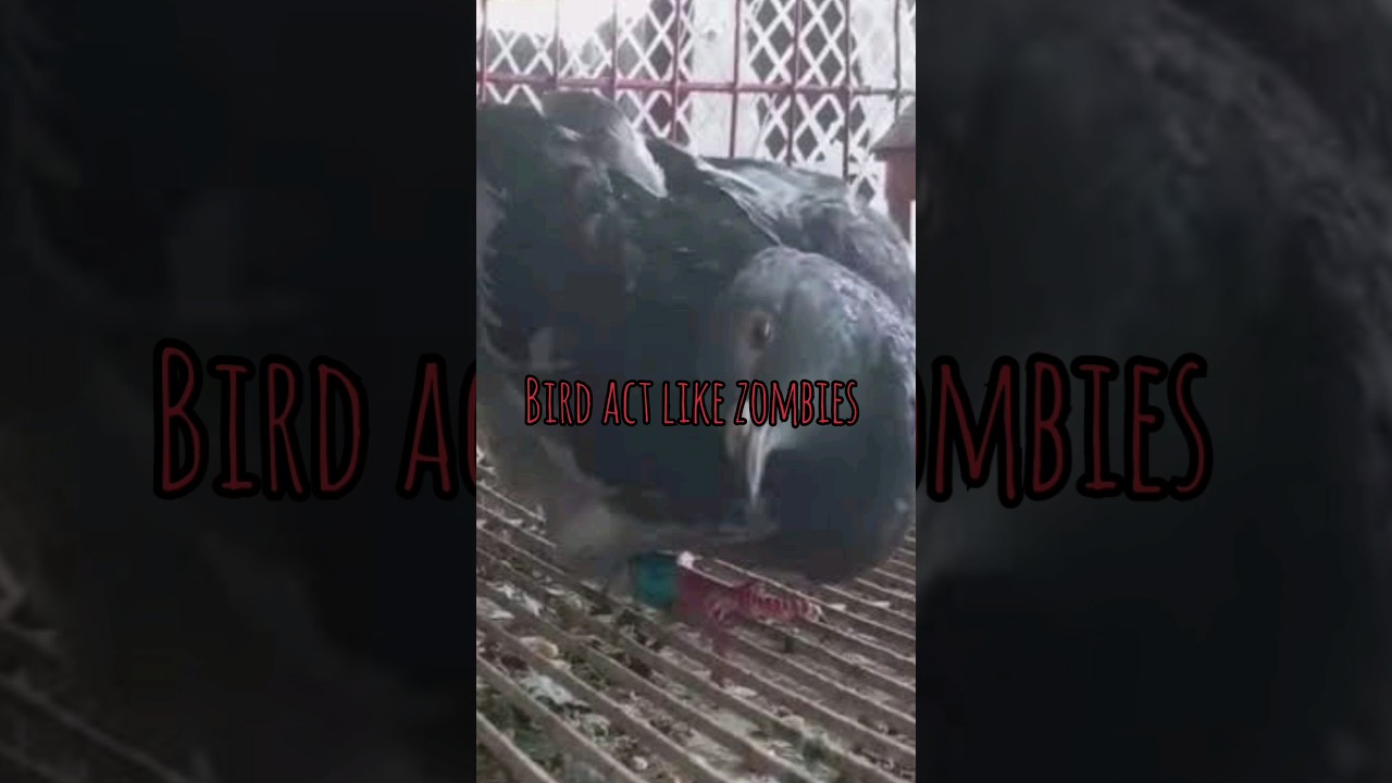 Birds act like zombie 