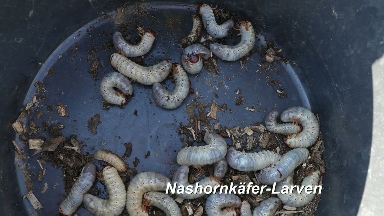 NABU Ruhrgebietsgarten - Special Sommer 2025 - Tierische Gäste