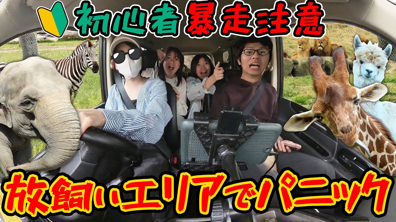 放し飼いエリアでパニック！？初心者ねぇねサファリで暴走注意！！4兄妹ドライブhimawari-CH