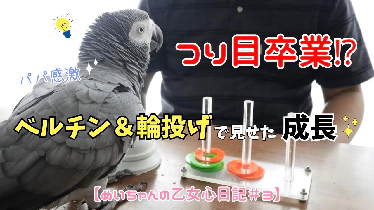 【めいちゃんの乙女心日記#3】つり目卒業⁉ベルチン＆輪投げで見せたインコの成長にパパ感激