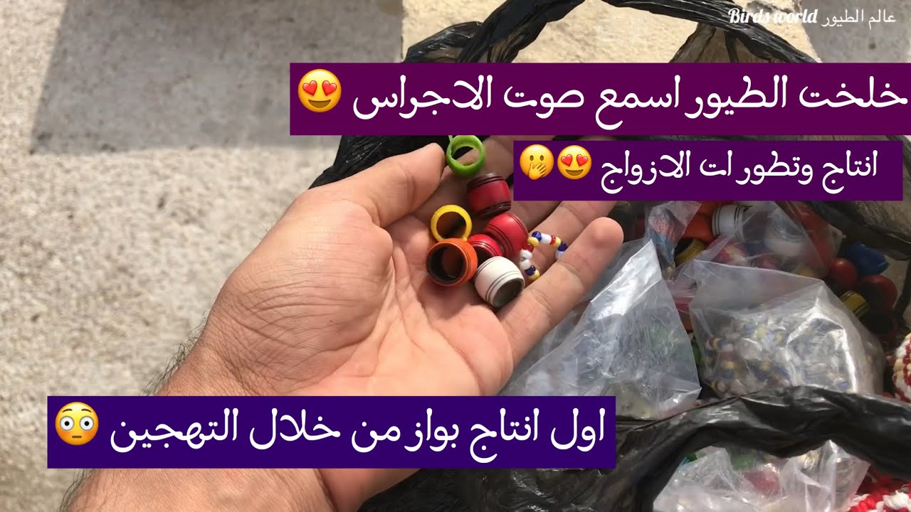 الحمام الشامي || خلخلت بعض الطيور 😉 وعرض الانتاج 😍