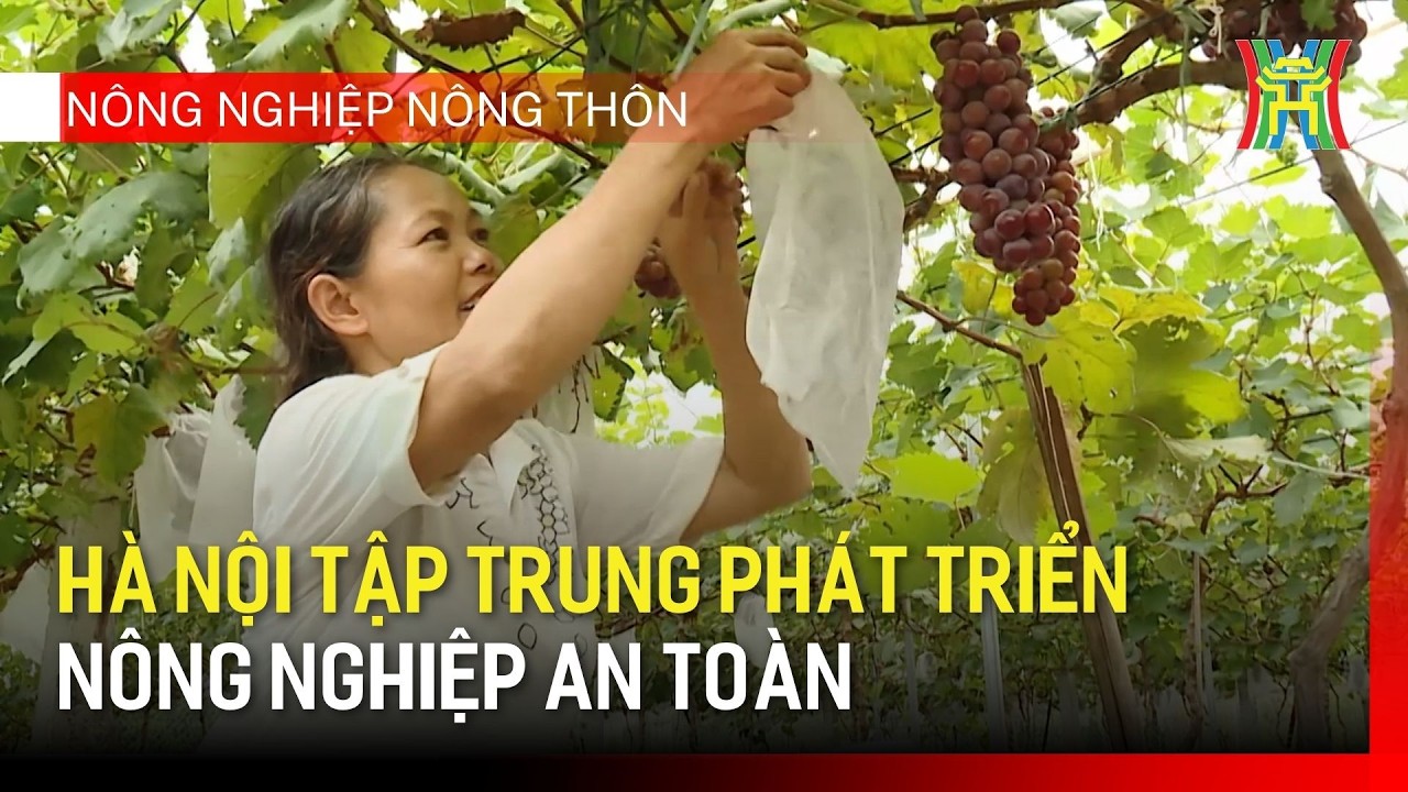Hà Nội tập trung phát triển nông nghiệp an toàn | Nông nghiệp nông thôn