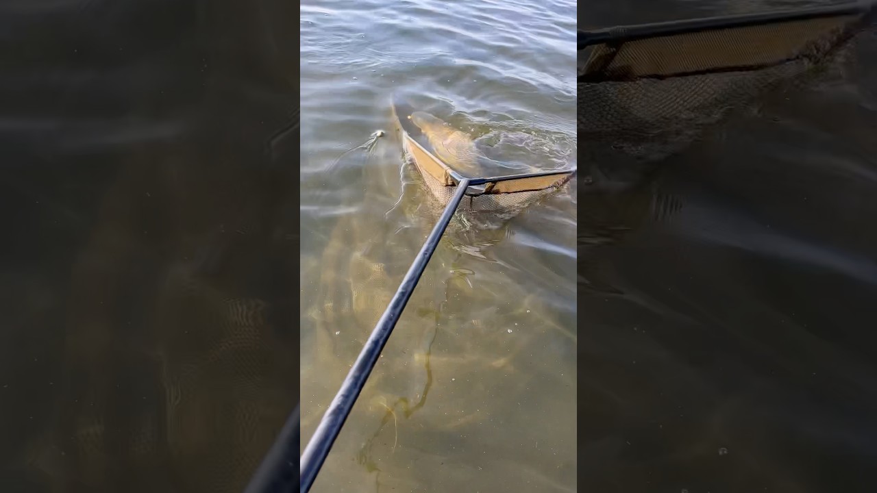 Get in! | MUST WATCH | CARP FISHING SOUTH AFRICA