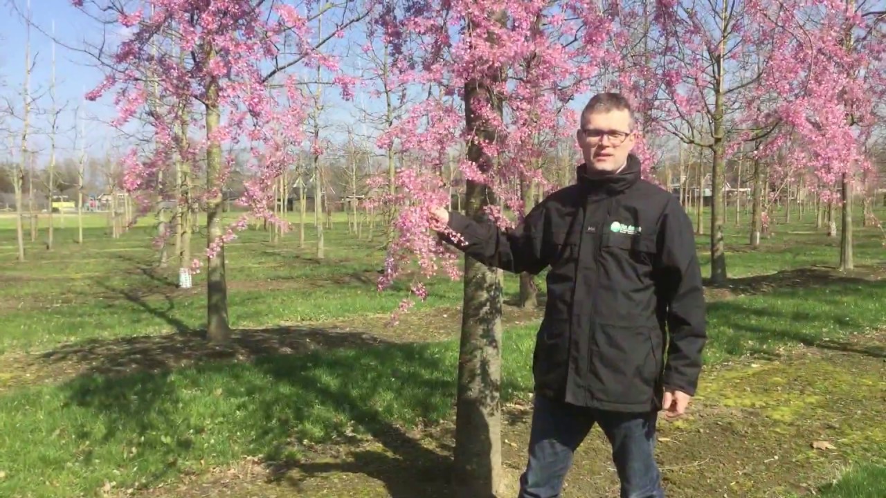 Early flowering Prunus | Tree vlog #5