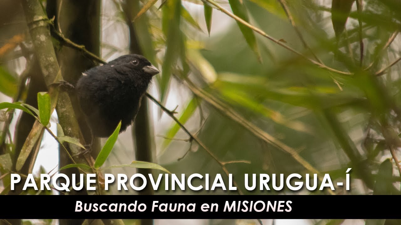 PARQUE PROVINCIAL URUGUA-Í - Buscando Fauna en MISIONES
