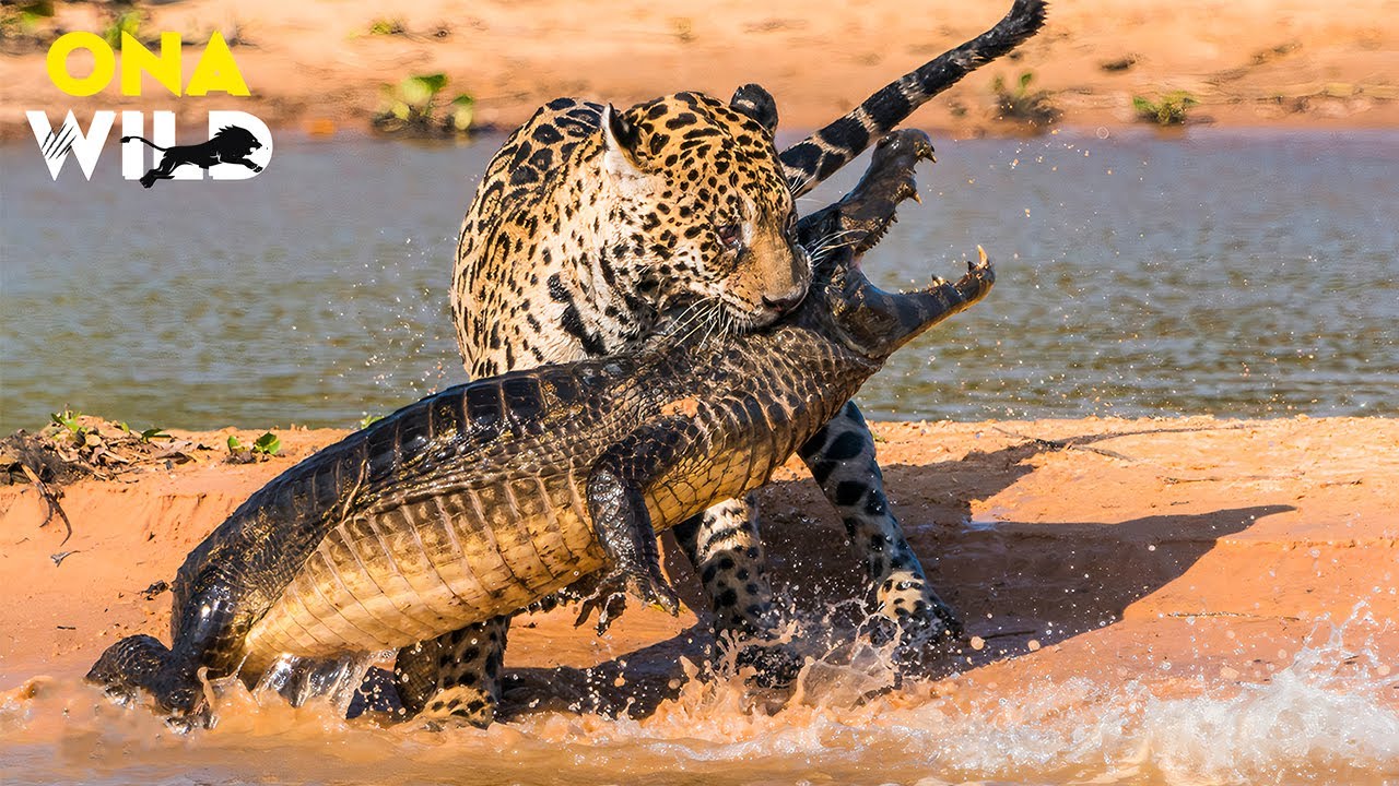 AMAZÔNIA MORTAL: O Mistério do Predador Supremo do Planeta | #AnimaisSelvagens