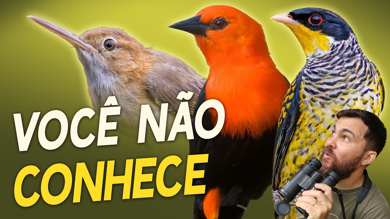 12 AVES INCR&Iacute;VEIS que voc&ecirc; N&Atilde;O CONHECE!