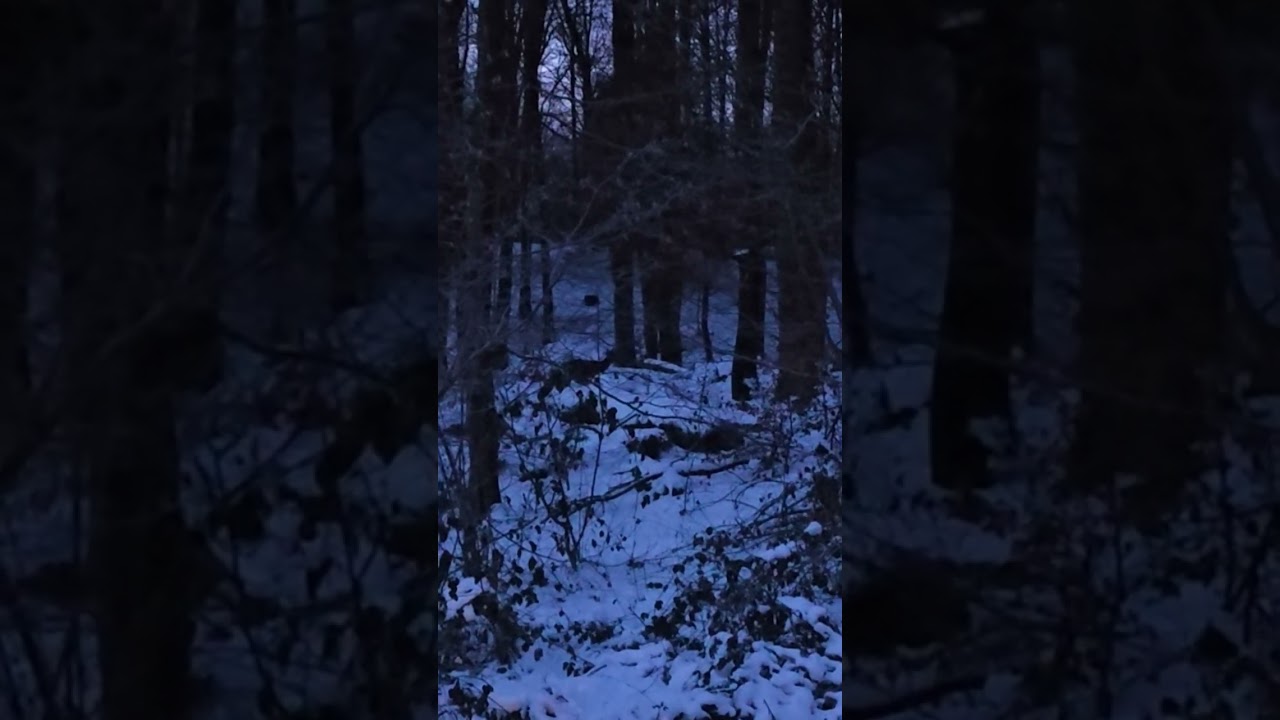 Alltag im Wald. Rehe vor der Haustür.