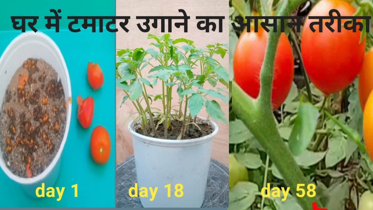 Grow tomato from seeds | grow tomato at home | grow tomato from tomato |