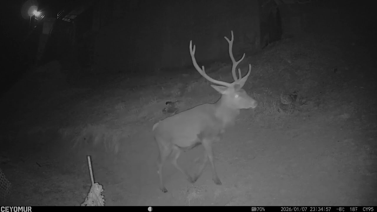 VISITE DAL BOSCO 2