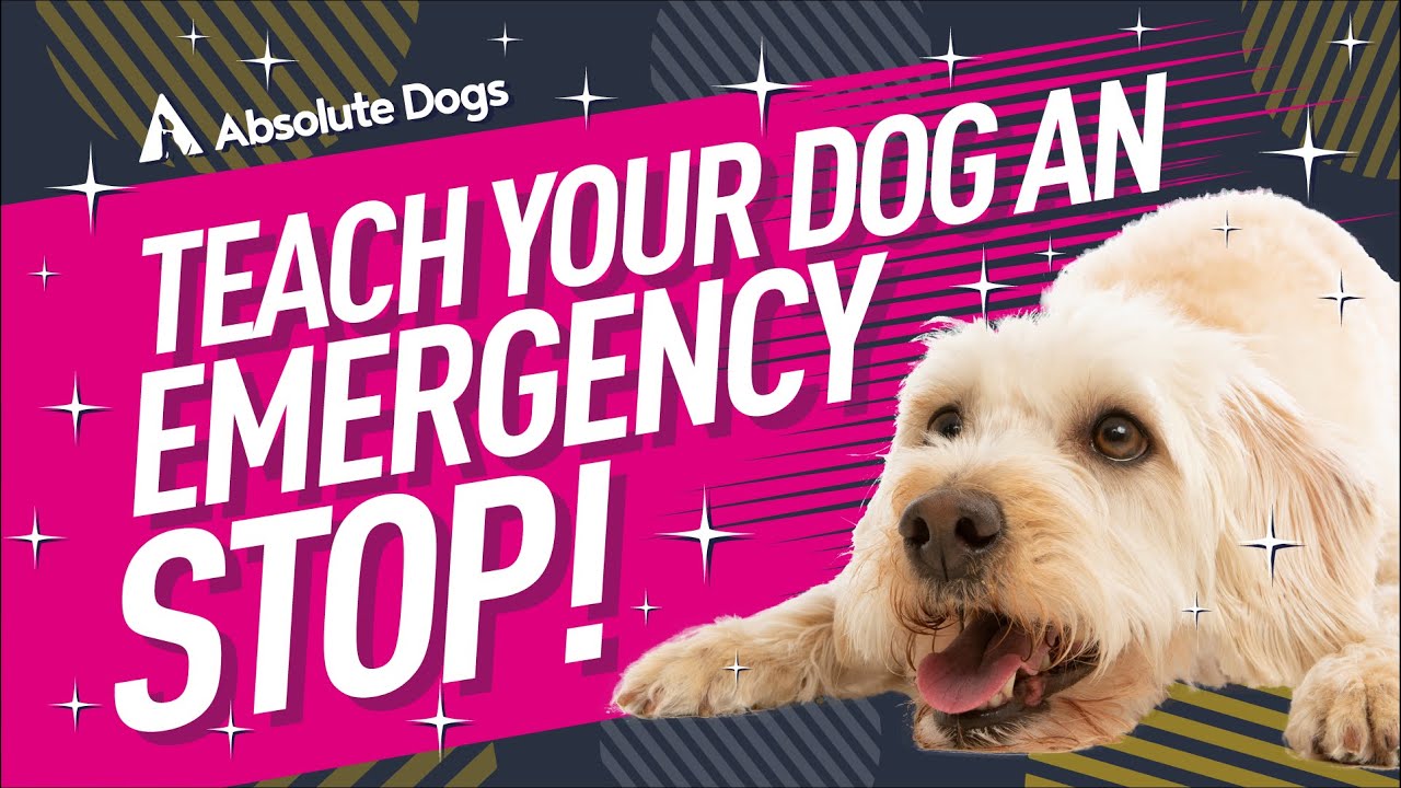 Teach Your Dog an Emergency Stop with an Instant Down