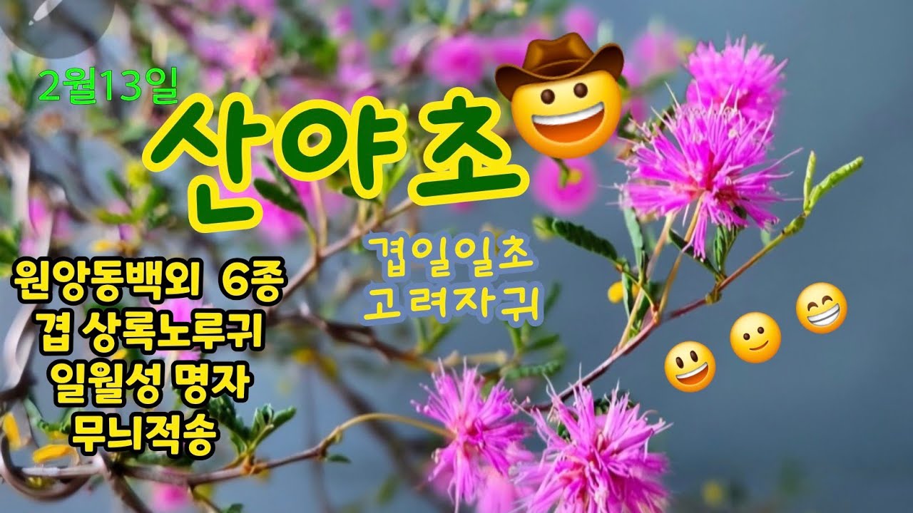 야생화산야초#살구색동백아키#겹일일초#초미니골든벨수선화#고려자귀#흰색구척등나무#명자#앵초#이와가가미#대화지도리