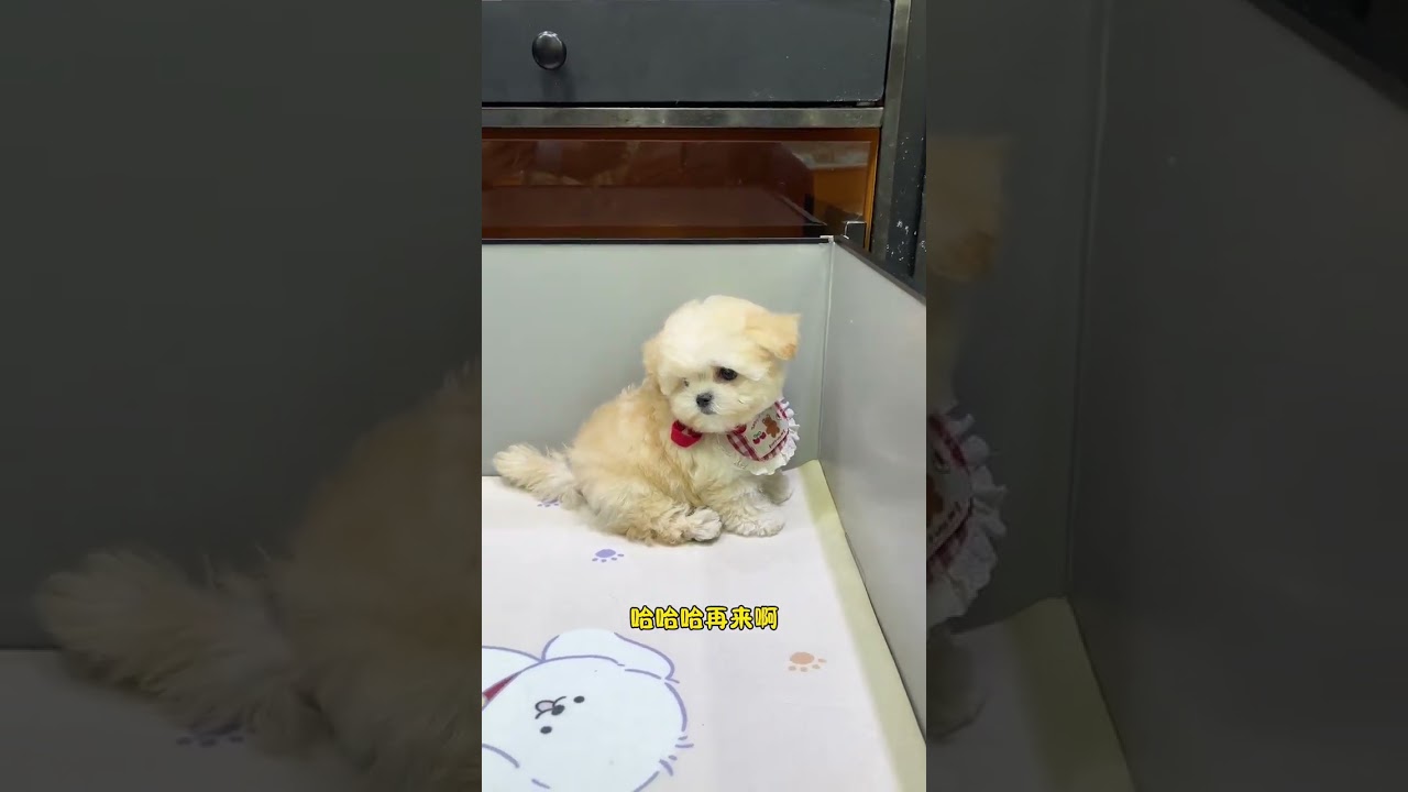 Me What is 1 plus 1 woof 
