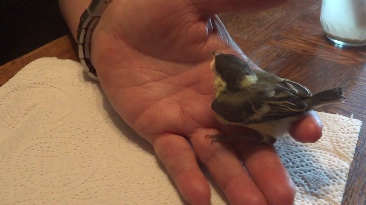 Mésange qui grandit, à l'heure du casse-croûte