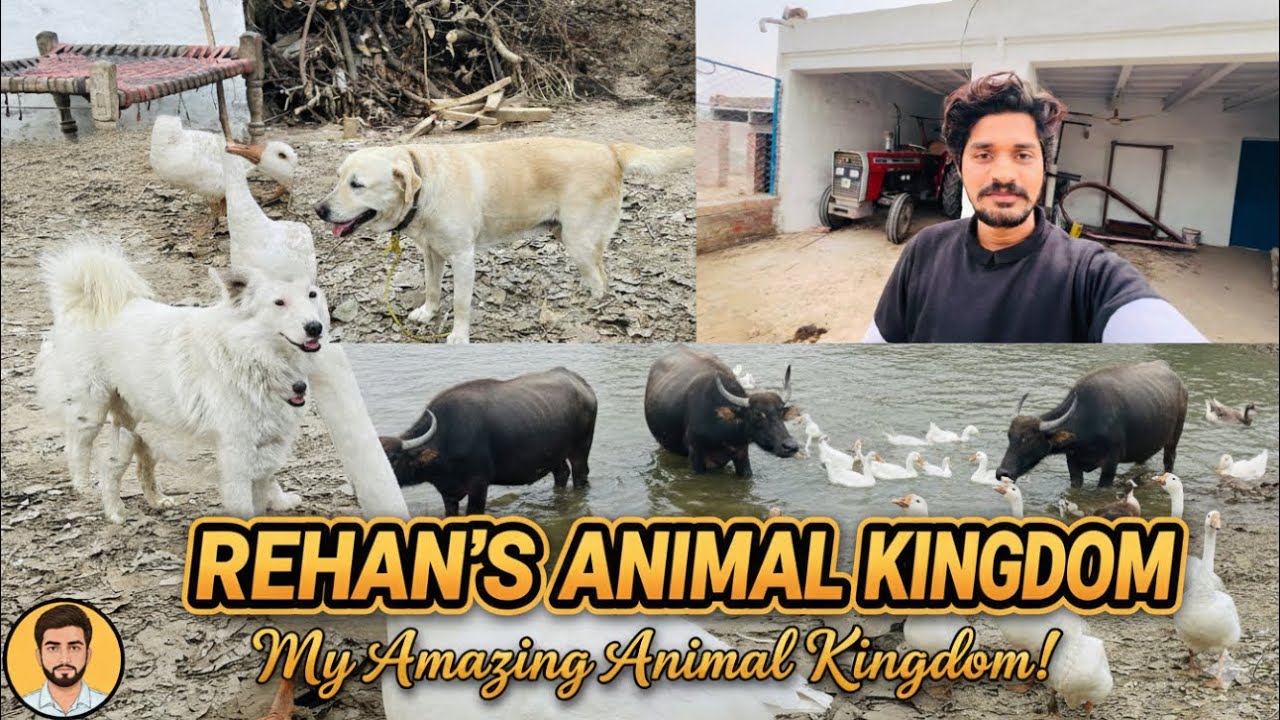 Farm ki New Look / Vloging Dubara sy start kr di  #pets  #farming #viral #trending #trendingshorts 