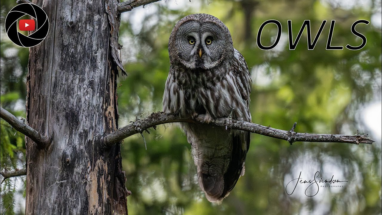 OWLS - THE SILENT HUNTERS