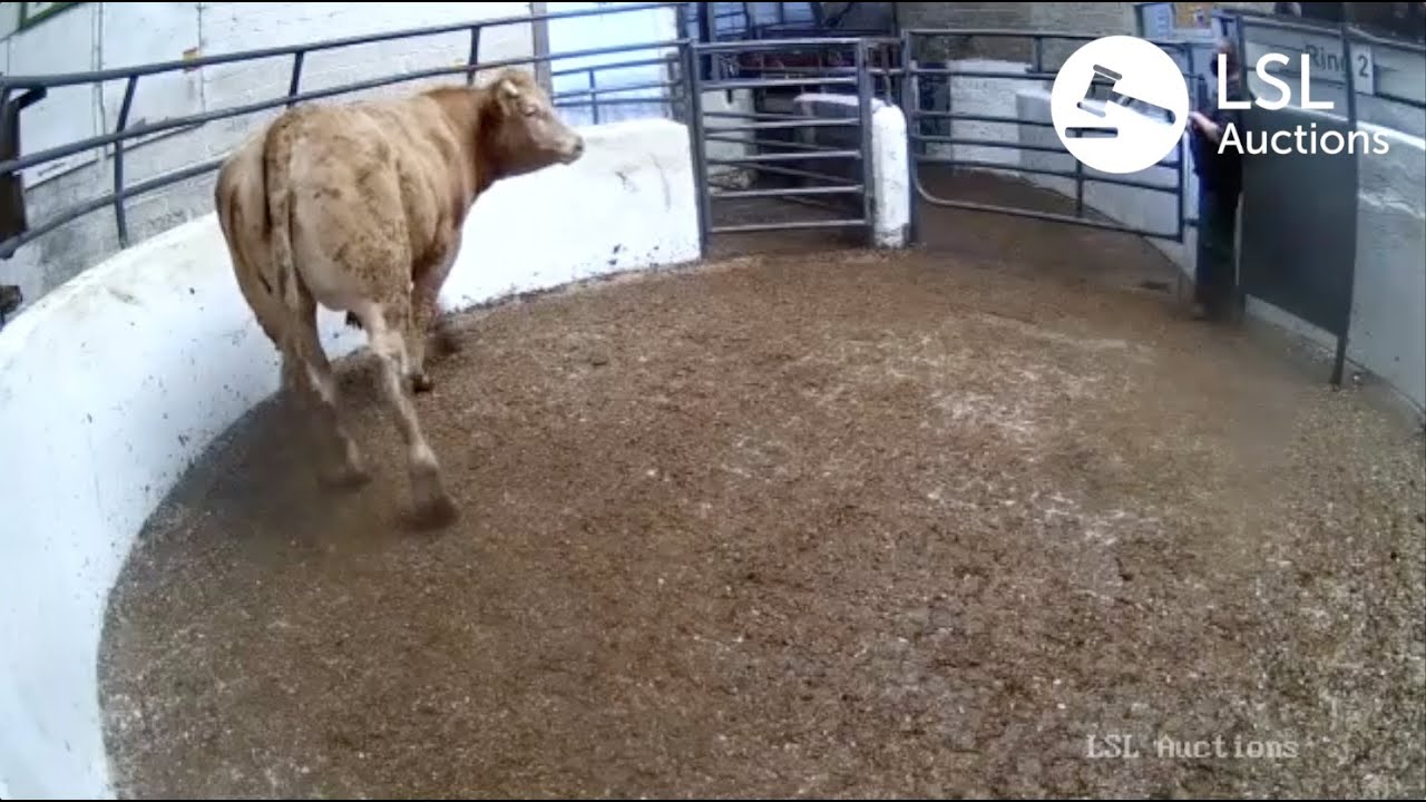 LSL Auctions - Popular Charolais cross bred Bullock in Lot 373 at Cootehill Mart - LSLAuctions.com
