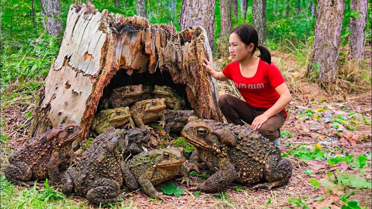 Harvesting Giant Mountain Toads — The Hidden Nest That Shocked Everyone