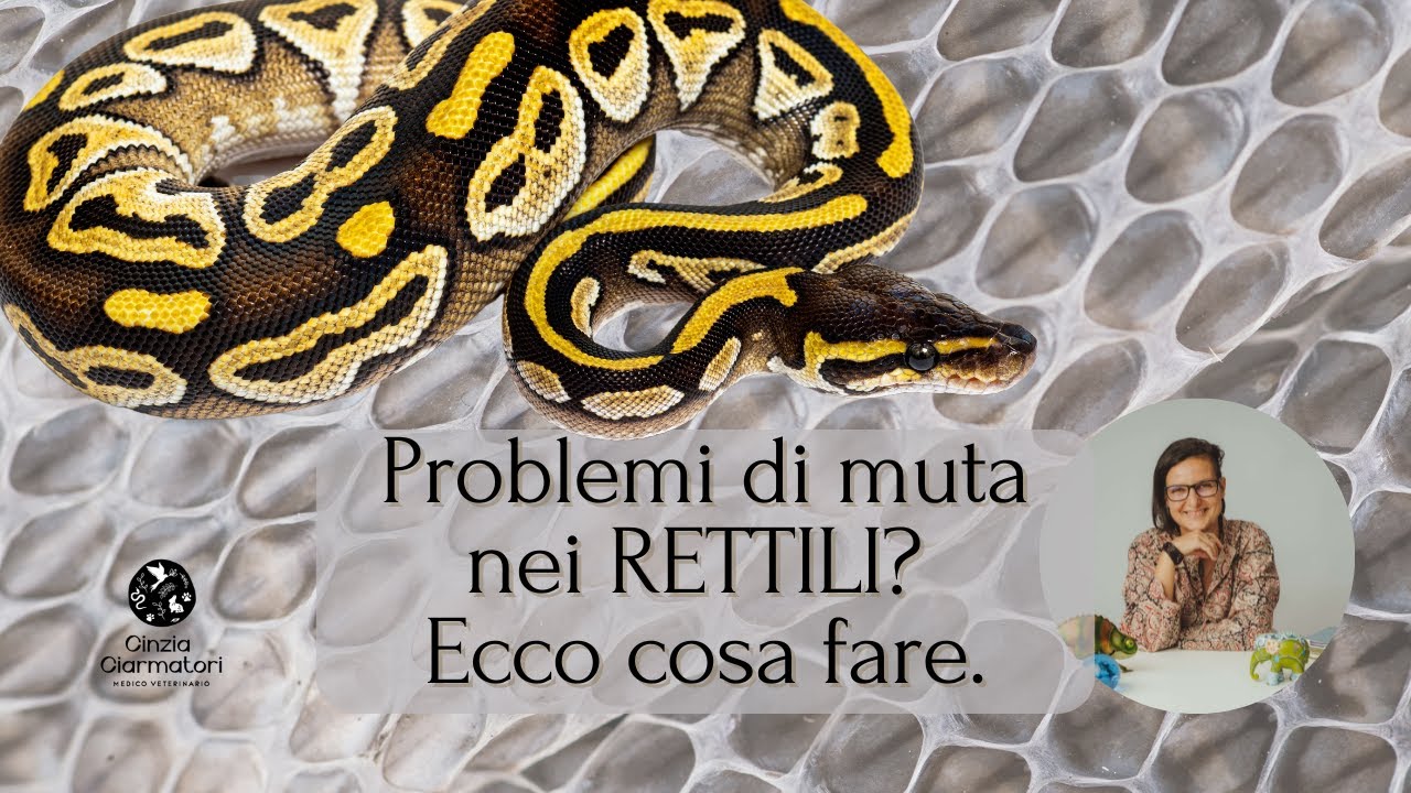 Come affrontare la muta dei rettili: tutto quello che devi sapere