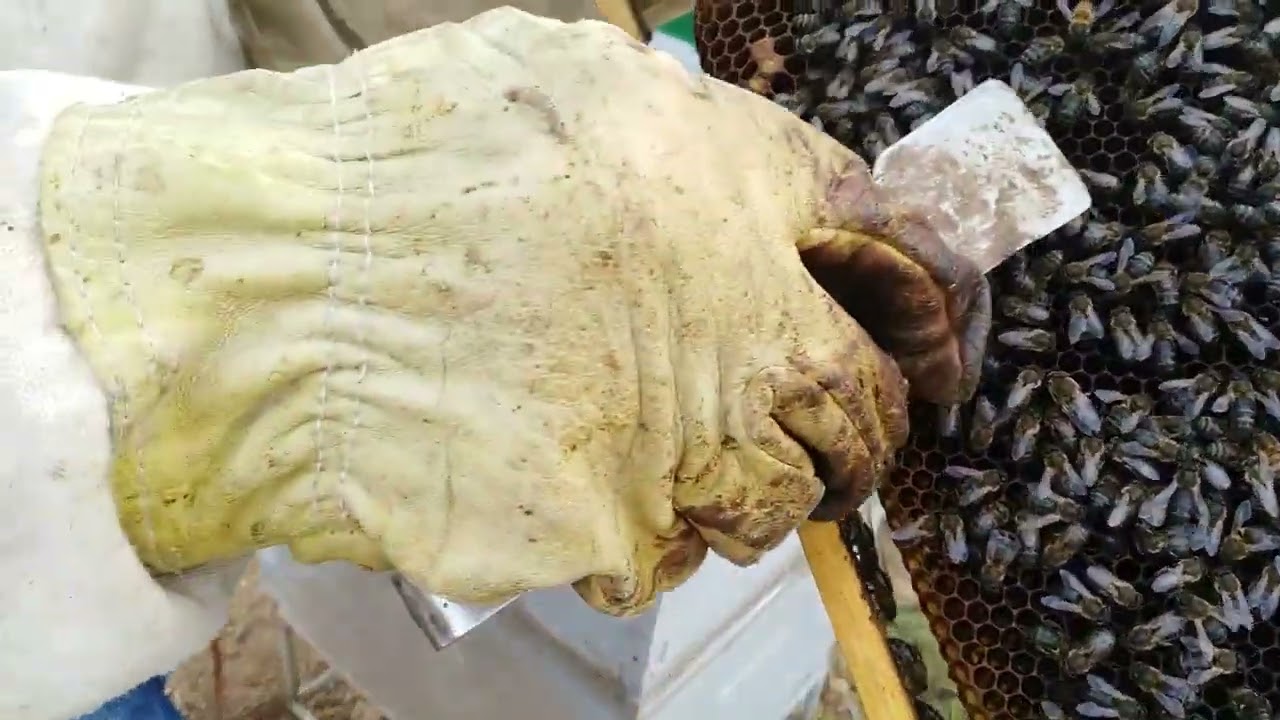 ماذا يعني صعود الملكة الى العاسلة ؟ ونصائح مهمة