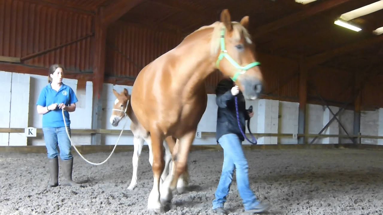 Suffolk Punch Trust