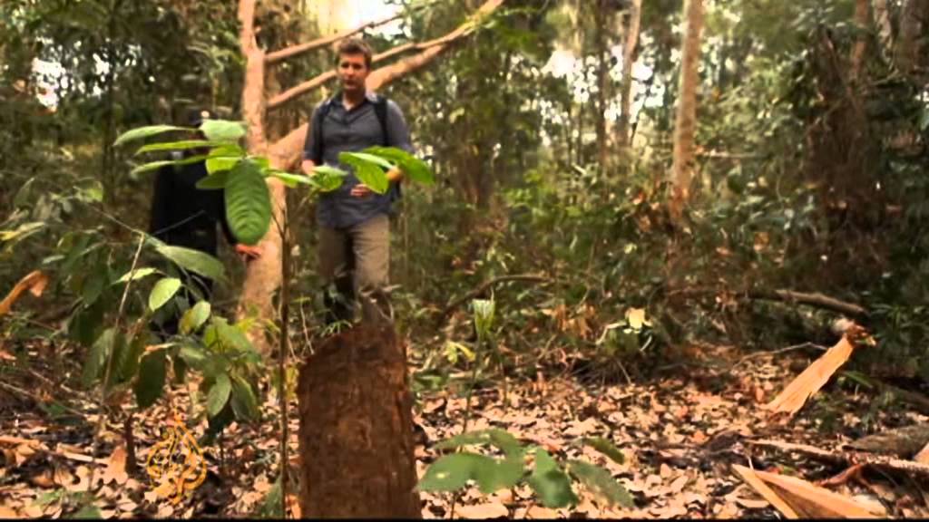 Thailand urges global action on illegal logging
