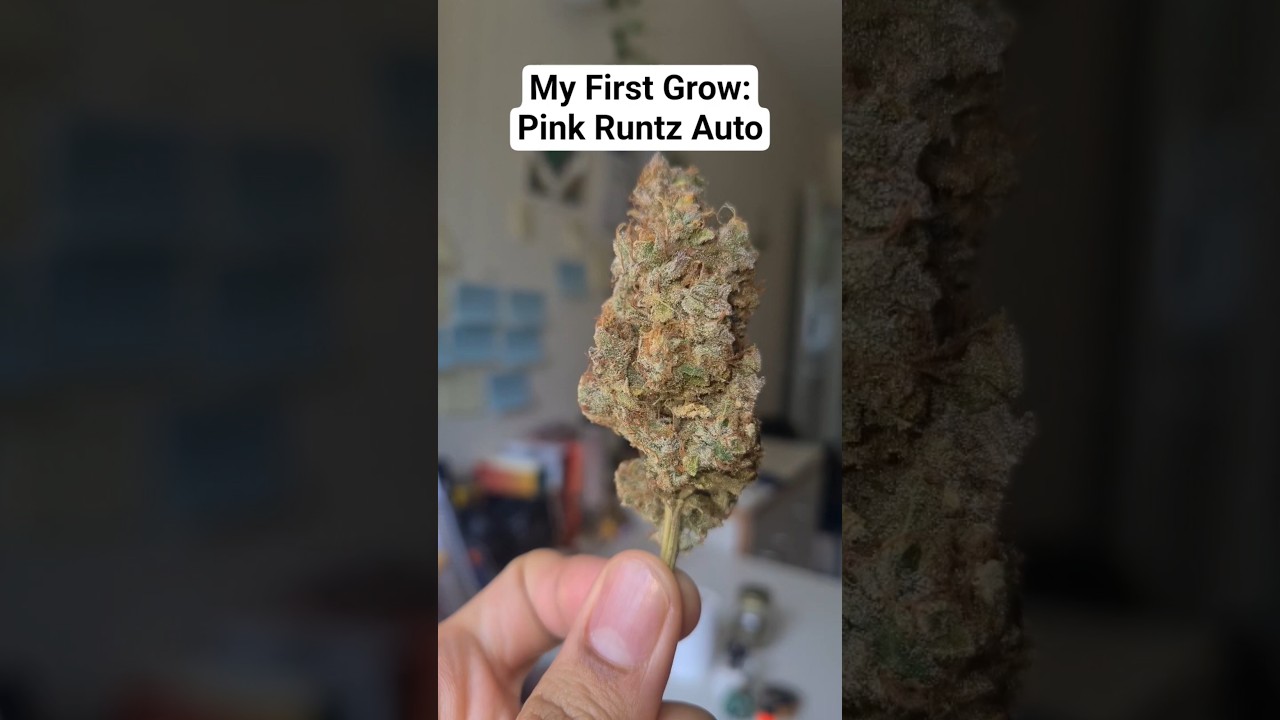My First Grow: Harvested Pink Runtz Auto