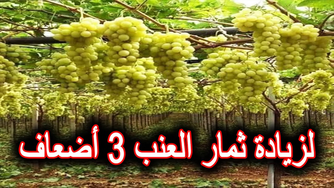 زيادة إنتاج أشجار العنب ثلاثة أضعاف