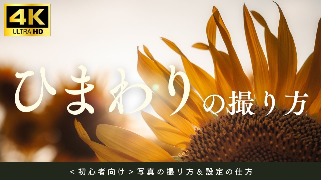 #173 【初心者必見】マジックアワーにひまわりを美しく撮る5つの方法｜夕方の光を活かした構図と色のテクニックをやさしく解説！