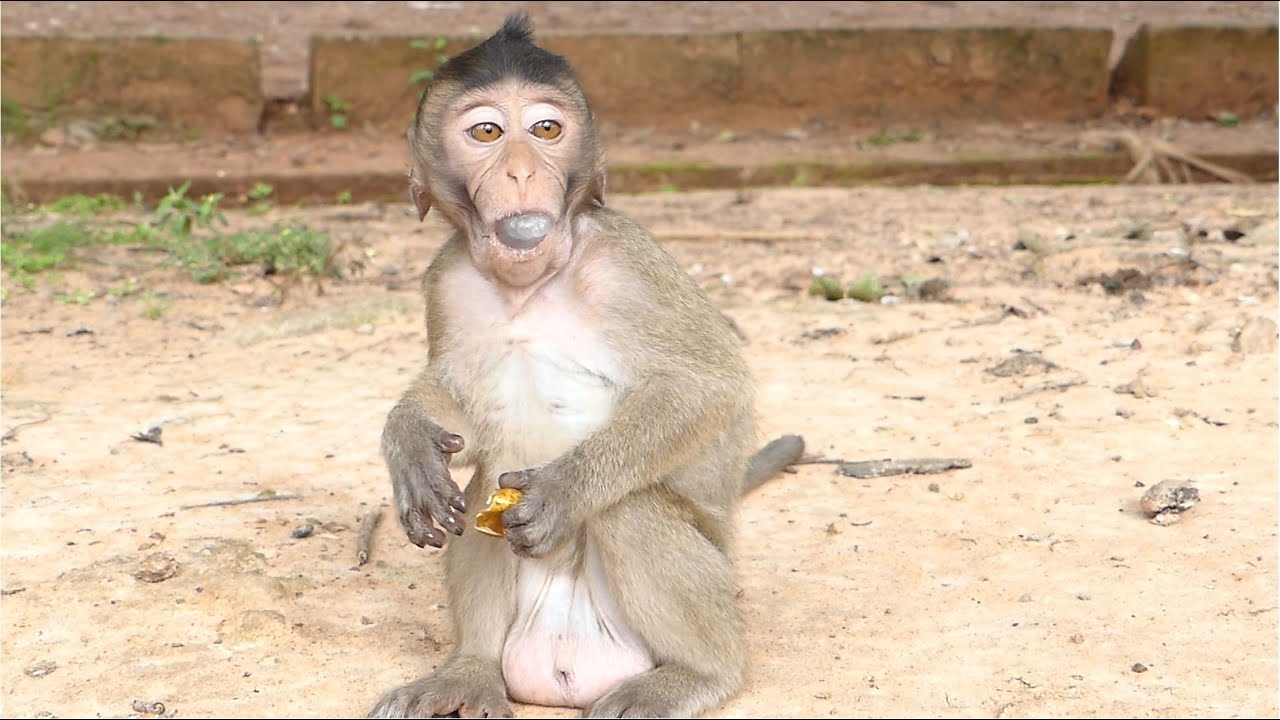 Independent Life With Confident Baby Monkey Bobby. No More Training, Not Much Close Up Milk Bar.