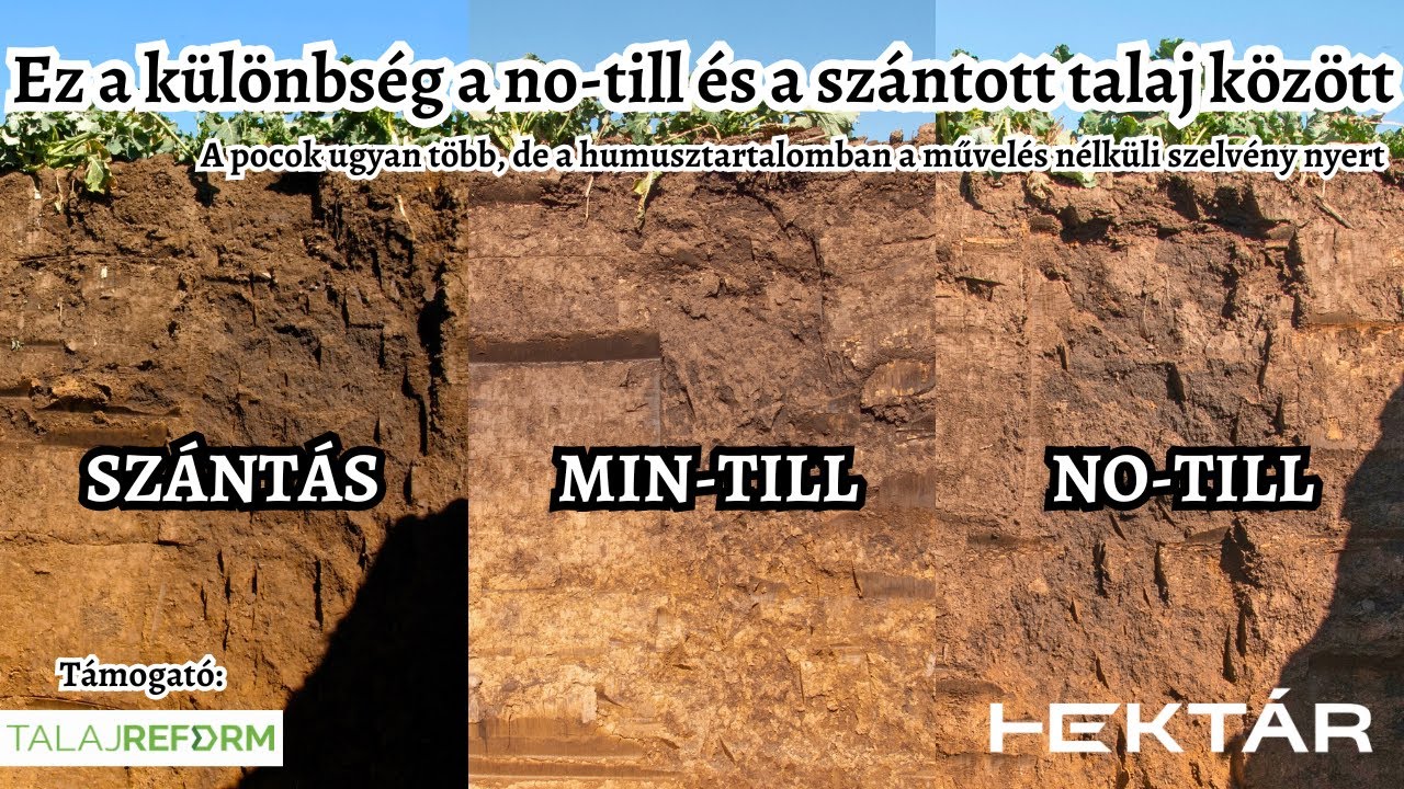 Ez a különbség a szántott és az 5 éve no-till talaj között - Pocok, tömörödés és humusznövekedés